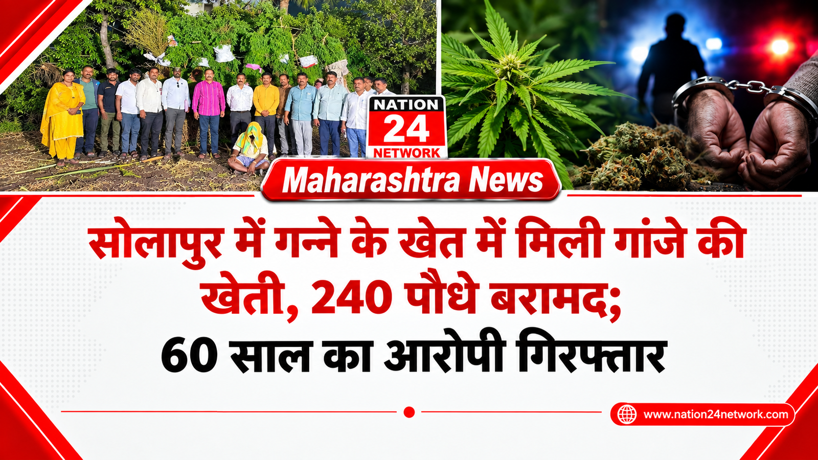 Maharashtra News: सोलापुर में गन्ने के खेत में मिली गांजे की खेती, 240 पौधे बरामद; 60 साल का आरोपी गिरफ्तार